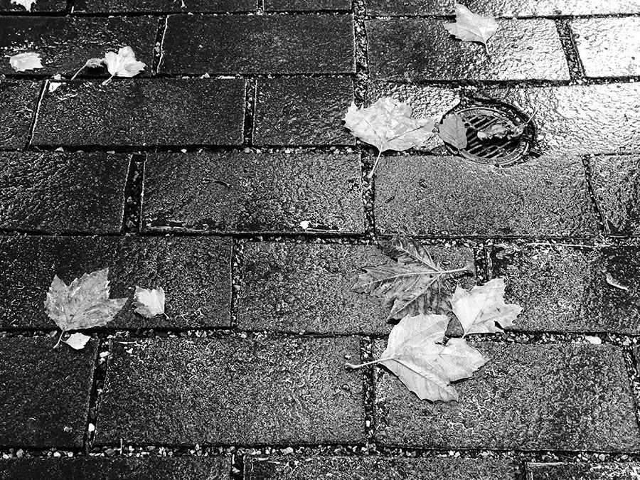 Black and White Photo of Wet Autumn Leaves on Wet Pavement.
